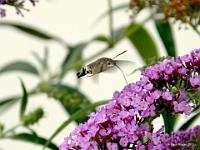 Taubenschwaenzchen 01